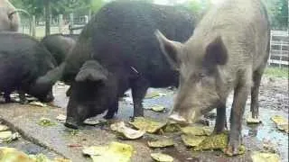 Feeding the Pigs at Rooterville: Part III