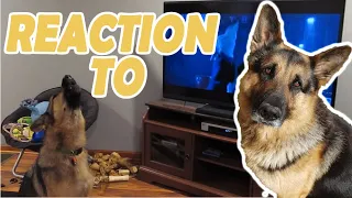 DOG REACTION - German shepherd howling with wolves from Zootopia♥ MannyMoo