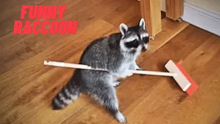 Funny and Cute Raccoon Videos 2020/ [Funny Pets]