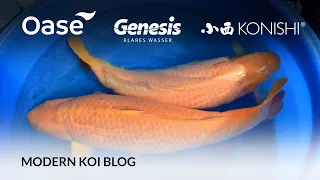 Modern Koi Blog #5691 - Live aus Japan: Makoto erklärt seine besten Karashigoi