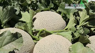 LA MEJOR NUTRICIÓN PARA EL LLENADO EN MELONES