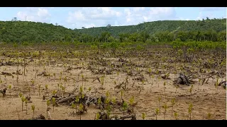 KFS seeks to save endangered mangroves