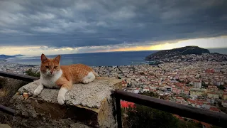 Alanya - the city of cats
