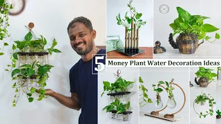 5 of My Favorite Money plants Ideas that are Both Beautiful and Refresh Your Home//GREEN PLANTS