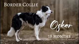 Border Collie „OSKAR“ | 18 months | Dog tricks, frisbee & fun