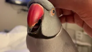 Funny Parrot Video- Milo the Indian ringneck parrot talking up a storm