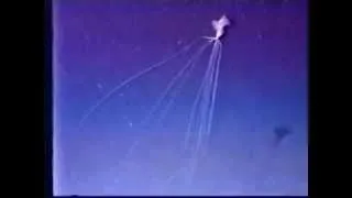 Bigfin Squid (Magnapinna Sp.) Rare Footage 6