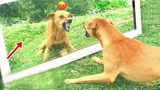 Funniest Animals 2023 - Funniest Cats and Dogs -Funny Animal Videos Part - 28