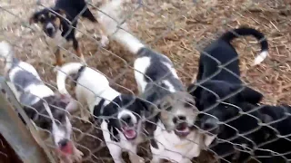 The Spice pups say hello! Adorable Catahoula mixes