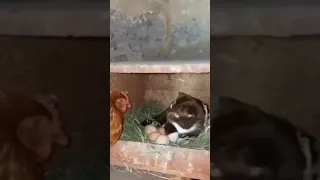 Cats Funny 🐈Vs🐓videos TikTok 2023 123GO wow 🤩 #like #bctvus #shorts #dog #funny