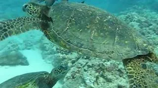 Hawaiian Green Sea Turtle - at the "cleaning station"