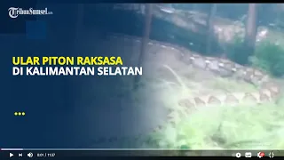 Geger Ular Piton Raksasa di Kalimantan Selatan