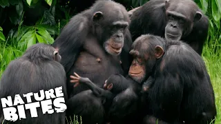 Chimpanzee Baby STOLEN from Mother?! | The Secret Life of the Zoo | Nature Bites