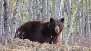 Archery Giant! Saskatchewan Brown Bear at 22 Yards!