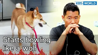 Starts howling like a wolf [Dogs are incredible : EP.136-2] | KBS WORLD TV 220823