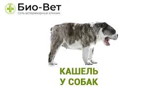 Кашель у собак 🐶: симптомы, причины и лечение // Сердечный и Давящийся кашель у собаки // Био-Вет