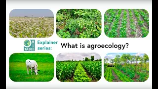 What is agroecology? (TABLE explainer video series)