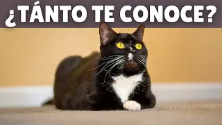10 COSAS que tu gato SABE DE TI 🔥