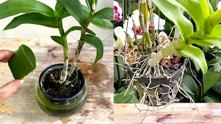 Tips for Grafting Dendro Orchid with Many Healthy Roots Not Many People Know
