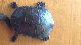 The Spy  Turtle