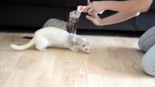 Training your ferrets : How to Teach your Ferret Fancy Tricks