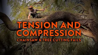 Trees Getting Stressed! 😫 Best Tension & Compression Chainsaw & Tree Cutting Fails