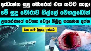 මෙගලඩොන්ලා තාමත් ඉන්නවා මෙන්න සාක්ෂි | Megaladone might still Living