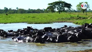 Crisis económica empujó producción de búfalos en llanos venezolanos