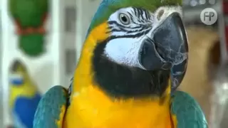 Papuga Ara Zwyczajna - Ara Ararauna
