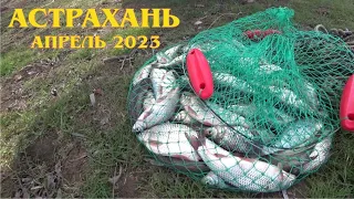 Шикарный клёв первой Воблы в Астрахани. Супер рыбалка 2023