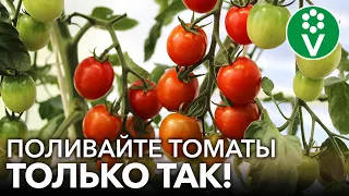 ГЛАВНЫЕ ОШИБКИ ПРИ ПОЛИВЕ И ПОДКОРМКЕ ТОМАТОВ из-за которых они болеют и не завязывают плоды