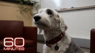 "Friendliness mutations" in dog DNA | 60 Minutes