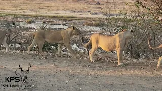 Lions react to baboons alarm call.