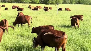 Fall calving herd/heifer herd enjoying our Gama Grass field.