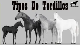 Caballos Tordillos ¿Por Que Se Vuelven Blancos? Erróneamente Llamados Moros 🐴-Del Cerro Soy