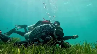 How to enjoy Seagrass and its ecosystem?