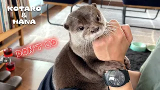 Otters Are Upset that Dad is Leaving