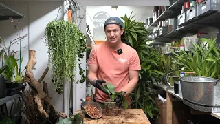 DEHYDRATED Orchid Rehab!