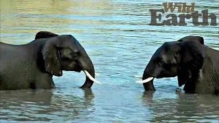 WildEarth - Sunset Safari - January 2, 2020