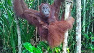 How wild baby orangutans cling on to their mothers in the forest