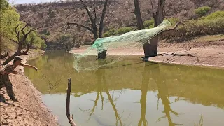 mira el rio que encontramos lleno de tilapias gigantes charcos llenos