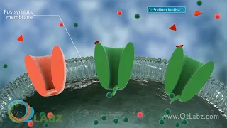 Nerve Synapse Animation