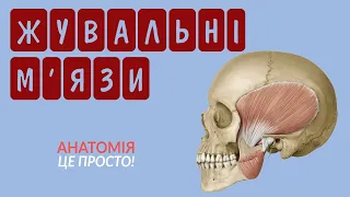 ЖУВАЛЬНІ М'ЯЗИ - АНАТОМІЯ - ЦЕ ПРОСТО!