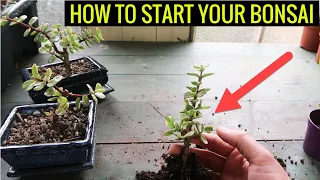 How to Make a Dwarf Jade Bonsai (Portulacaria Afra)  PROJECT PART 1