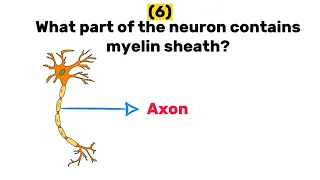 10 quiz questions on Nervous system (Neuron 1)