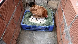 Because I trust this hen, I laid her a whole 25 eggs and she didn't disappoint me