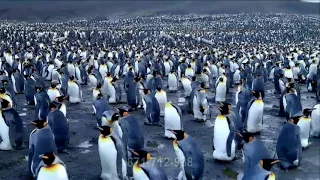 A Huge Gathering of Penguins! | Framepool