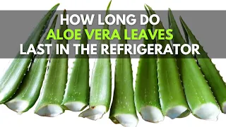 How Long Do Aloe vera Leaves Last in the Refrigerator