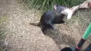 Zoo Tales - Love our little (Tasmanian) devils
