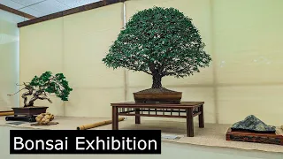 Botanical garden Bonsai exhibition.